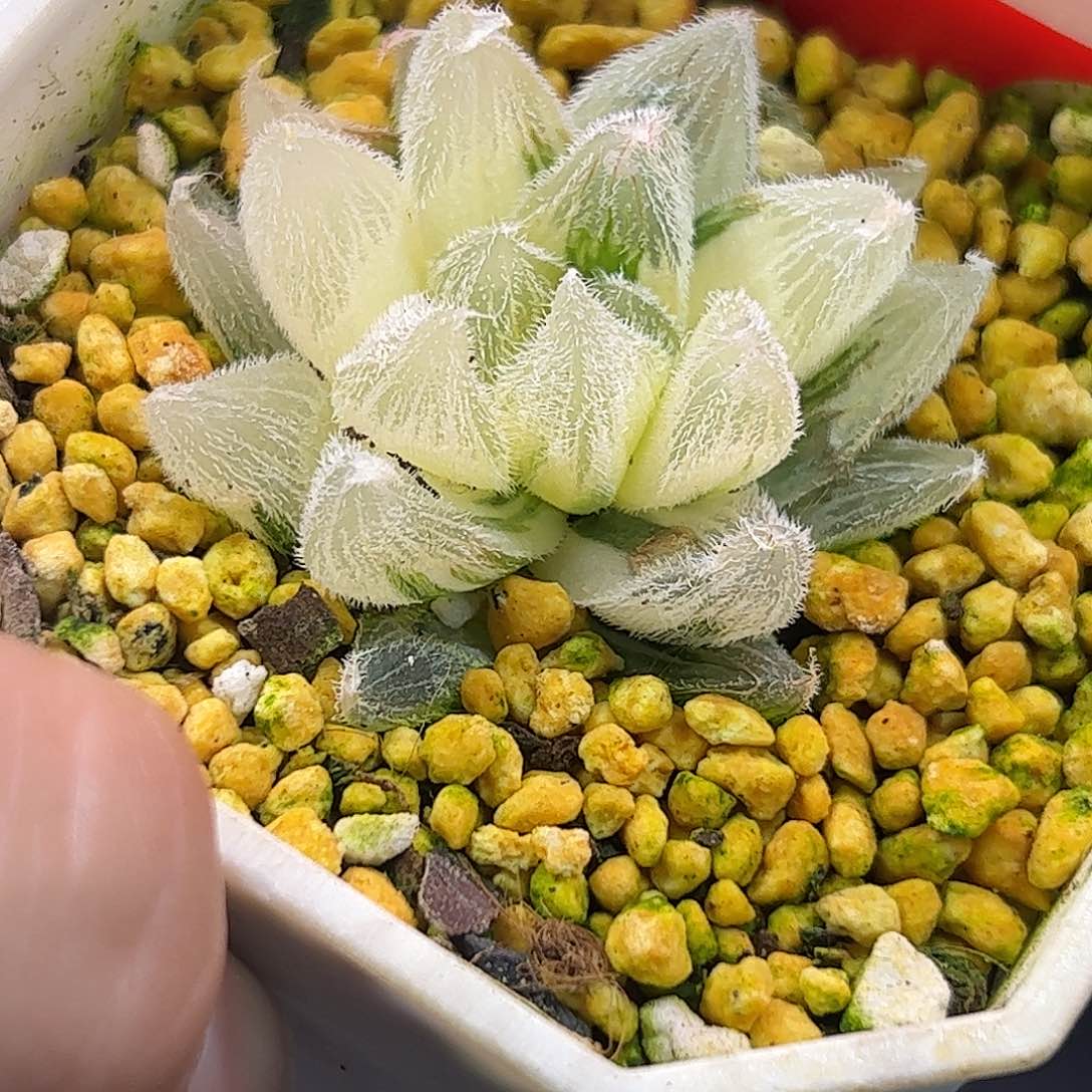 糊斑292锦十二卷多肉