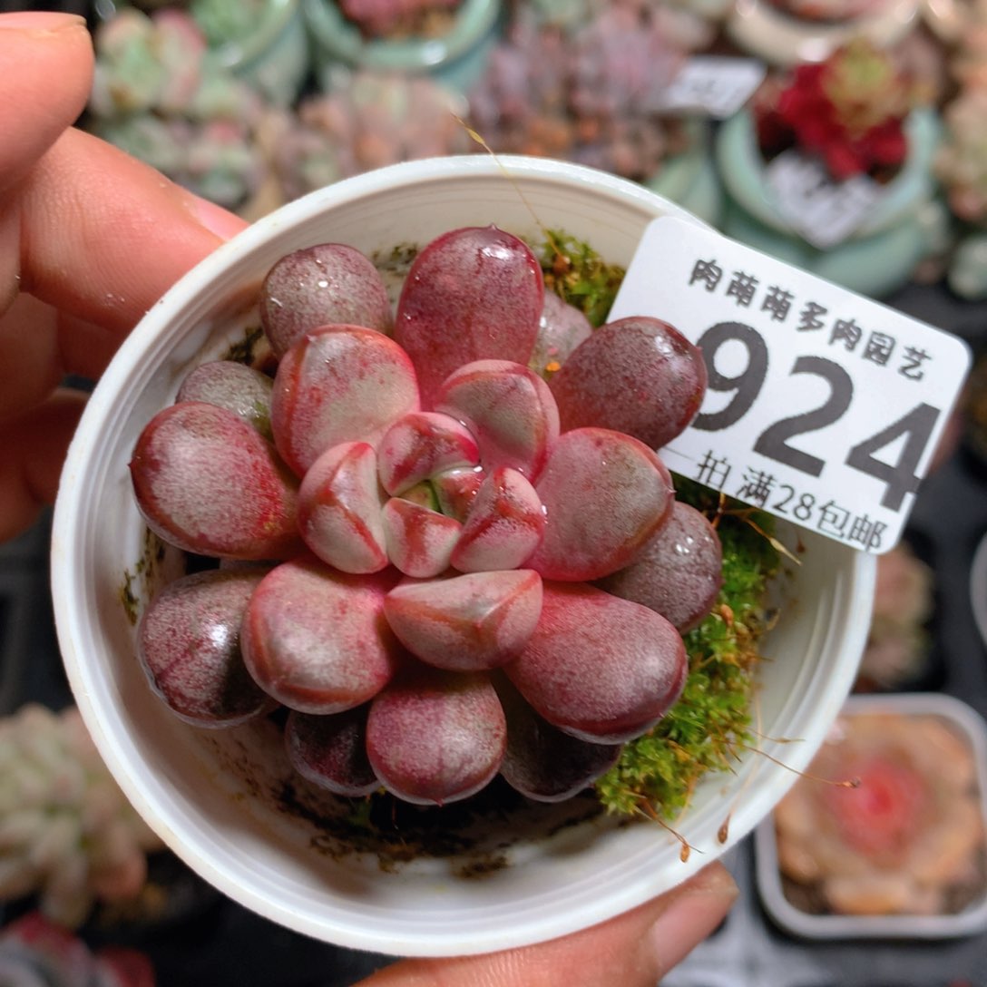 5CM拇指盆精控多肉ZC924