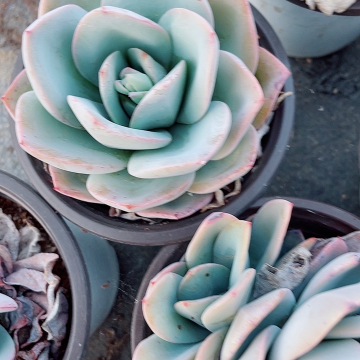 单头布鲁蓝满25包邮