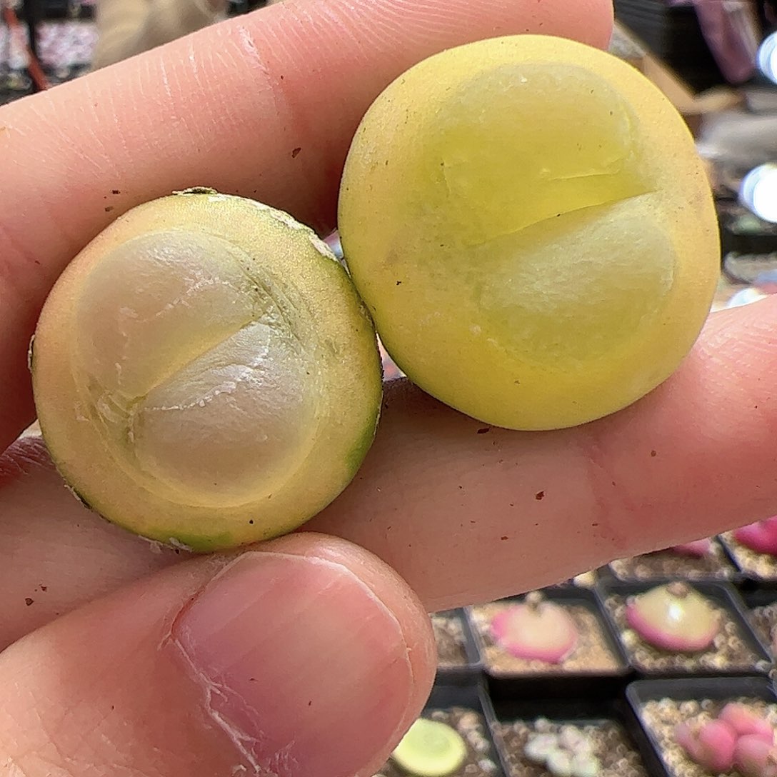 【闪购商品】32 福利紫皮拉登