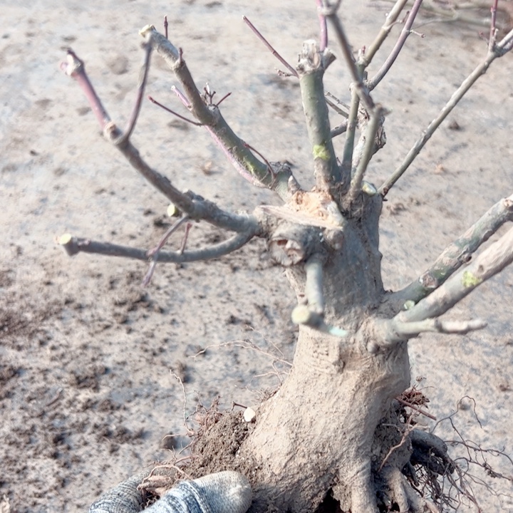 见***素无花朵枫树……枫树