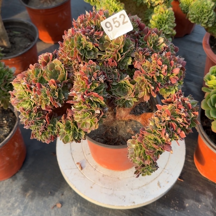 倩***痕多肉植物玫瑰缀952