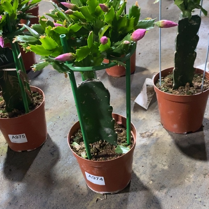 大部分花苞少量开放974嫁接079