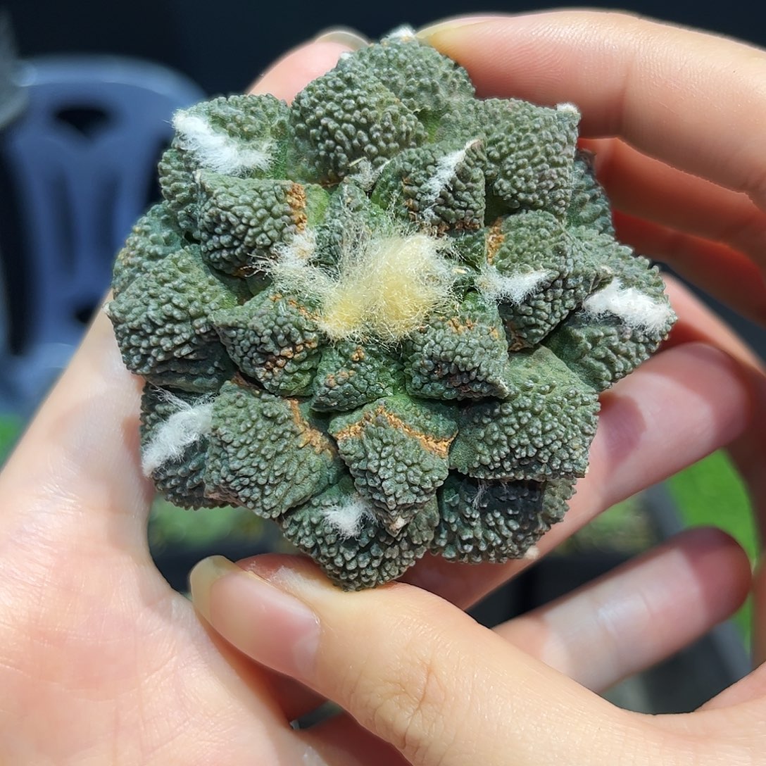 9号6.5cm自根紫姬黑哥萝卜