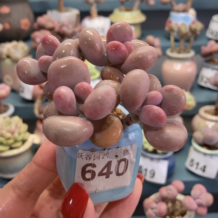 640糖果腰子蛋带盆土发货