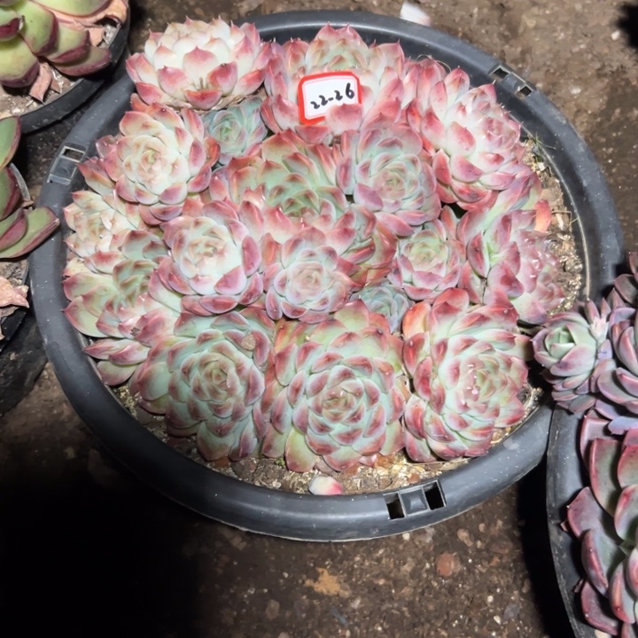 悠***悠精品多肉植物老桩