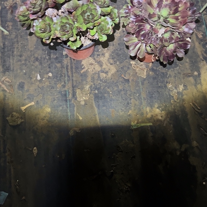 不包侧枝一物一拍25