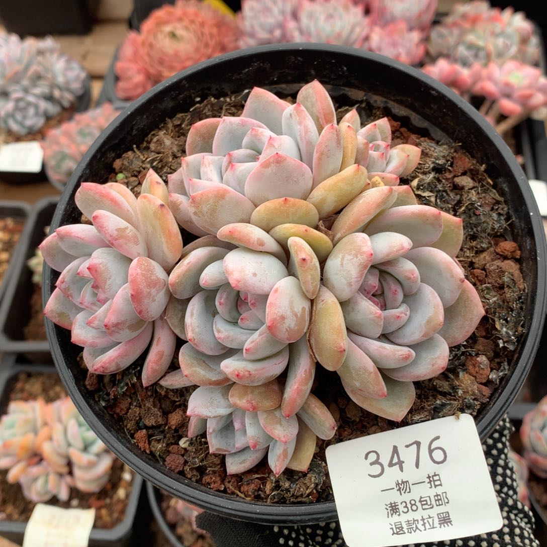 12.5厘米六头石榴籽0373
