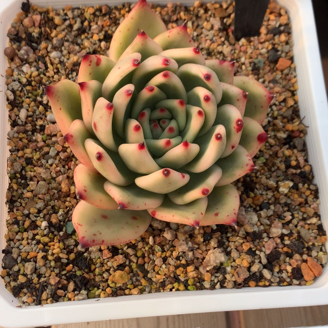 王的多肉福利摩根锦