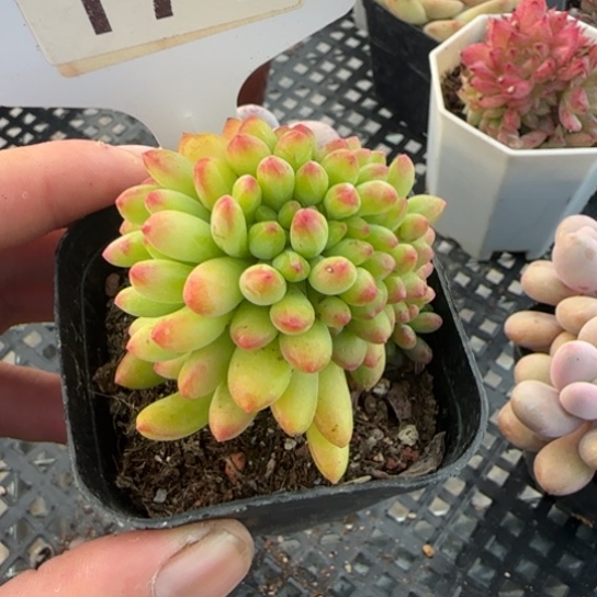 179乙女心缀 一物一拍多肉