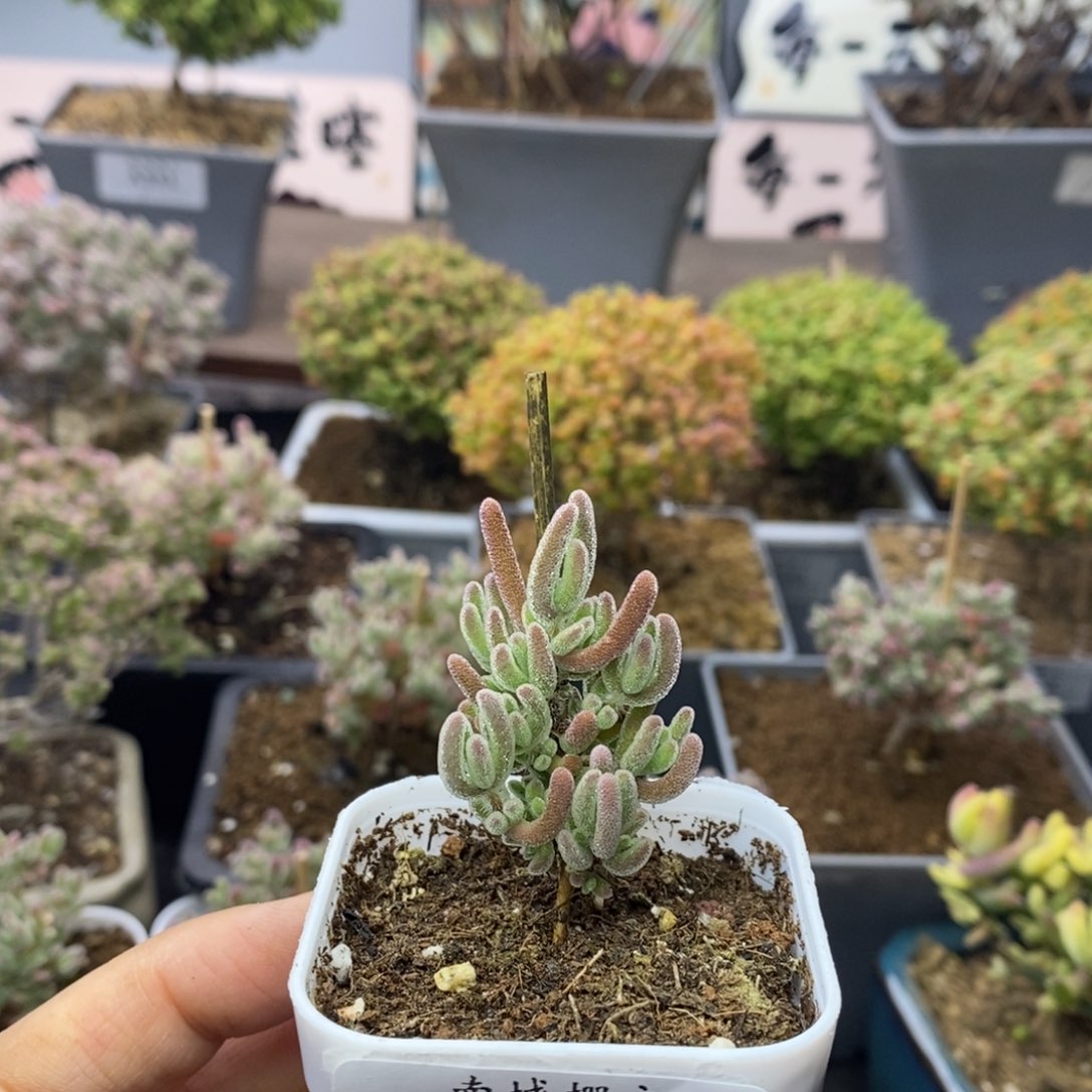 982不知名枝干番杏