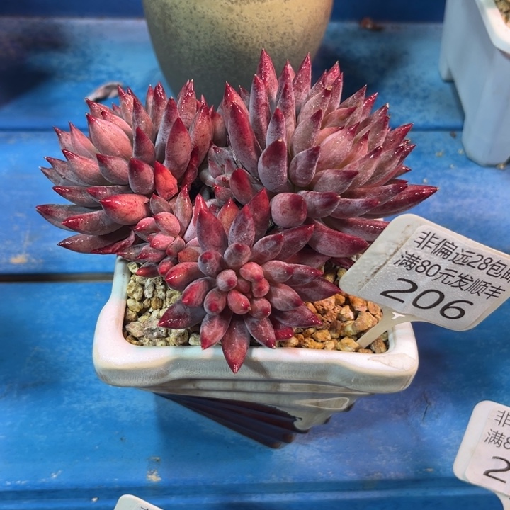 大206。vxccbvbbnbb