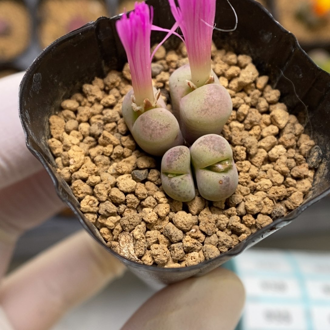 多肉植物肉锥杂交K-979 风铃杂