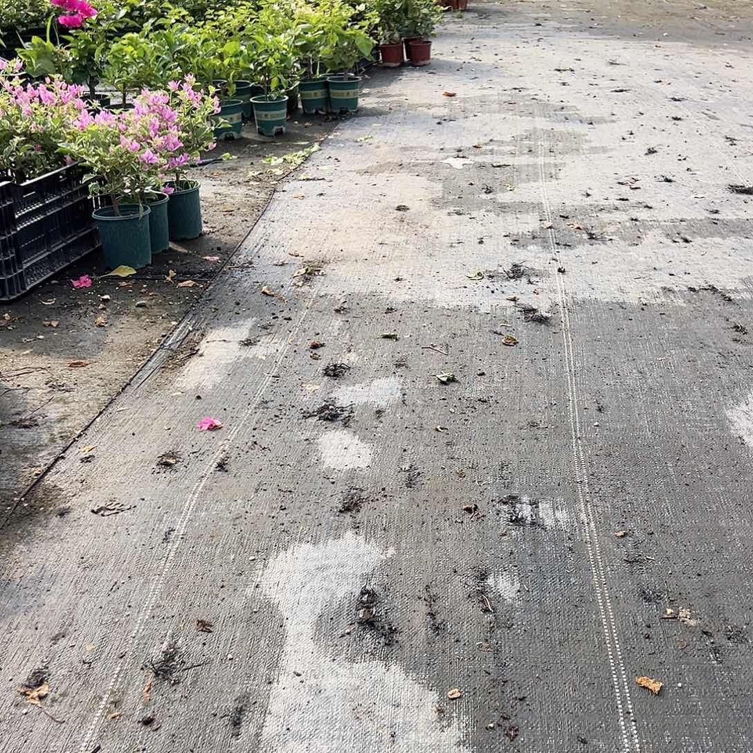 当前无花栽培后可以开花钵钵鸡一元