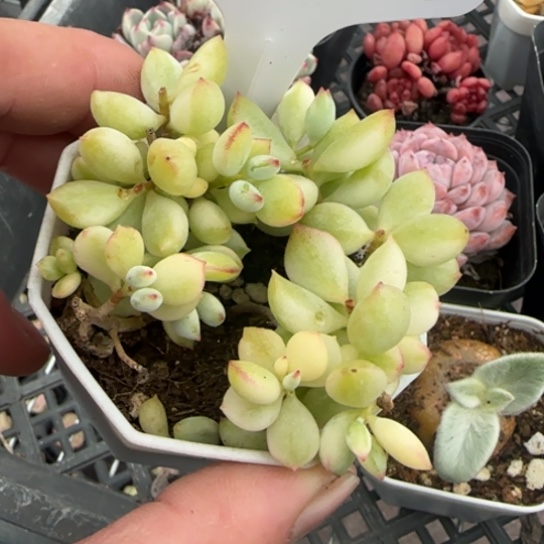 63 一物一拍多肉