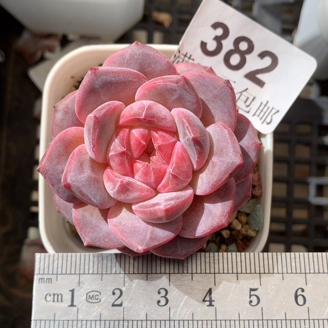 382。秘境琥珀。     