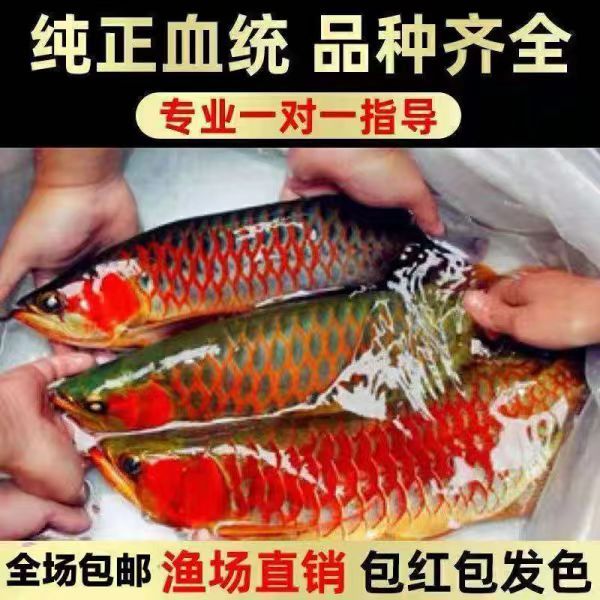 【龙鱼竞拍】赛级印尼红龙活鱼大湖辣椒超血红龙鱼金龙鱼热带观赏鱼