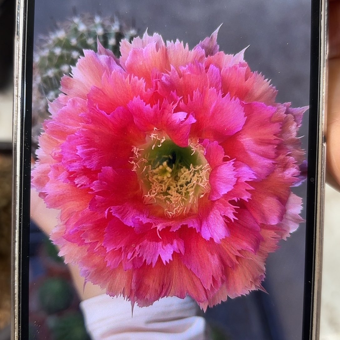 彩草羽毛6号7.5-8公分左右