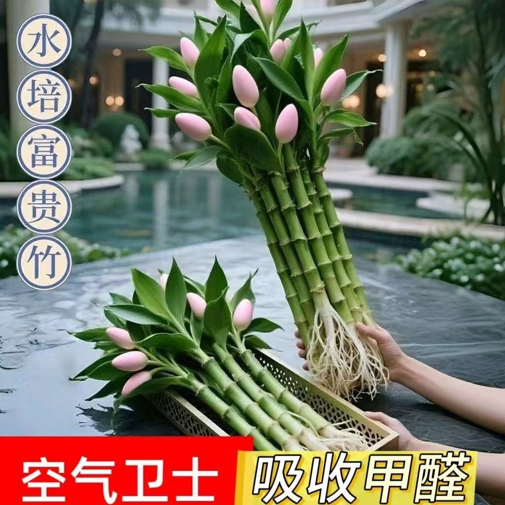 四季招财旺宅水培观音竹文昌竹室内办公盆栽绿植除甲醛