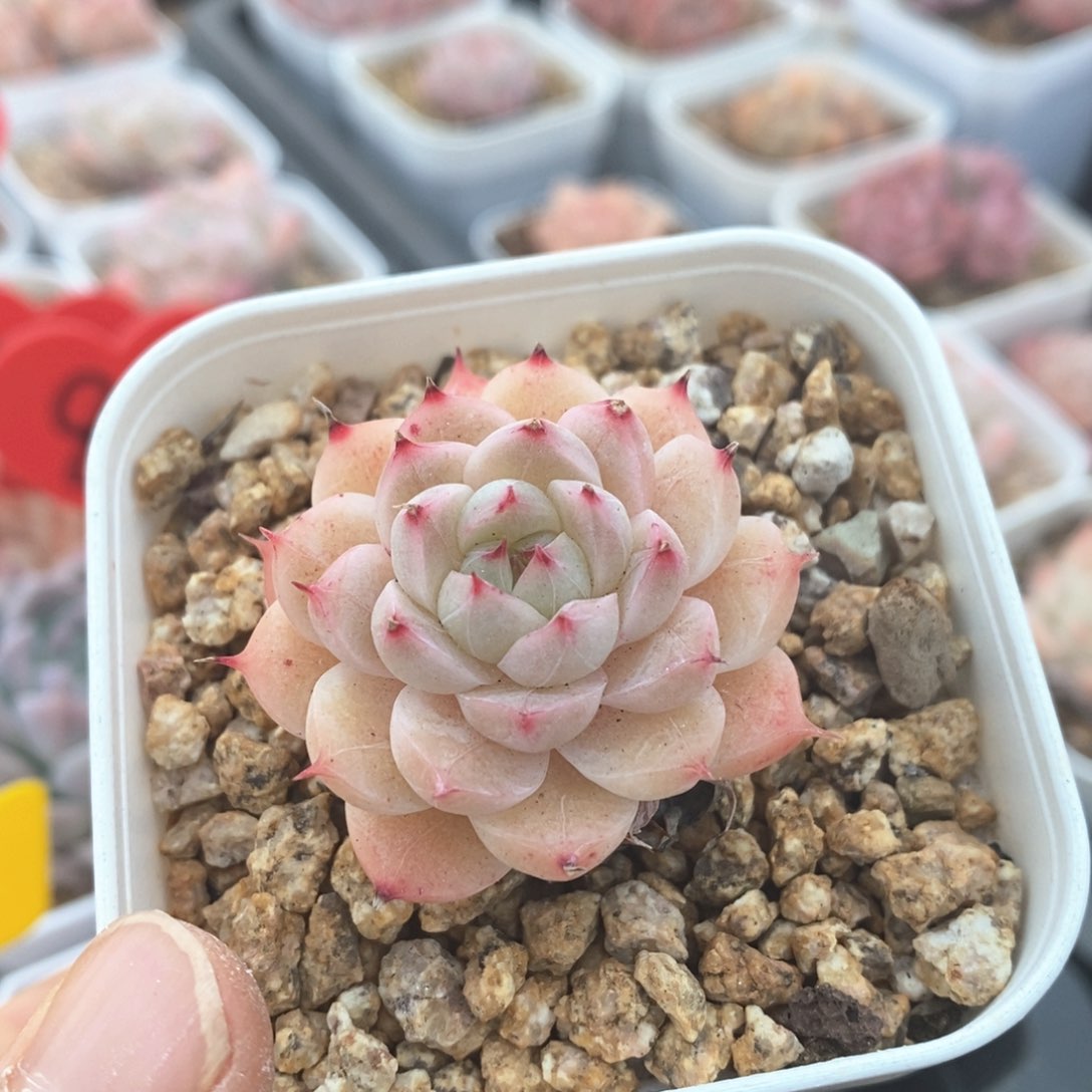 精品多肉一物一拍不包整76