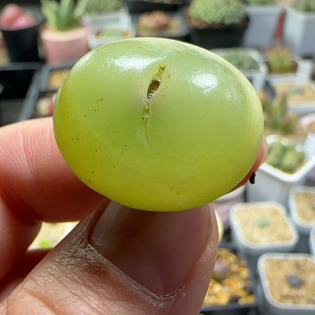 2.3多肉7年株大拉登2.5公分63号