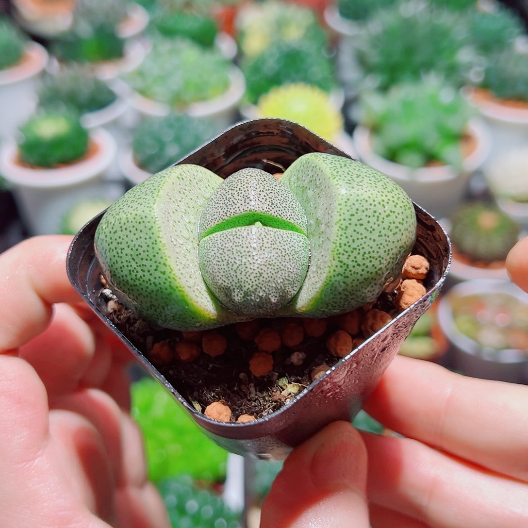 绿元宝原盆土多肉