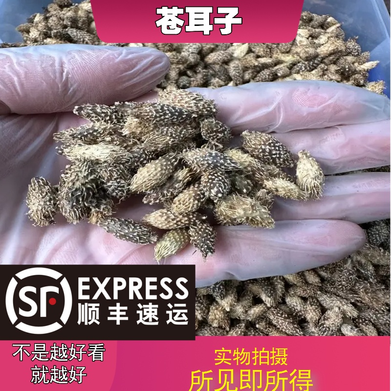 苍耳子成都中药材批发别名：苍耳、老苍子、苍子、葈耳、苍儿子