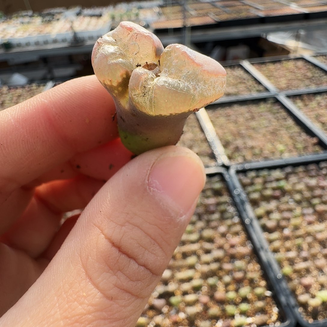 沉***默多肉植物福利风铃321