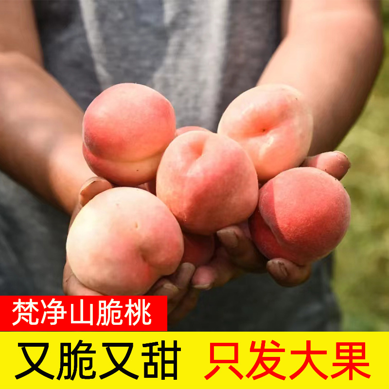 顺丰包邮贵州梵净山脆桃春雨甜桃桃子4.8-5.2斤单果4两以上现摘