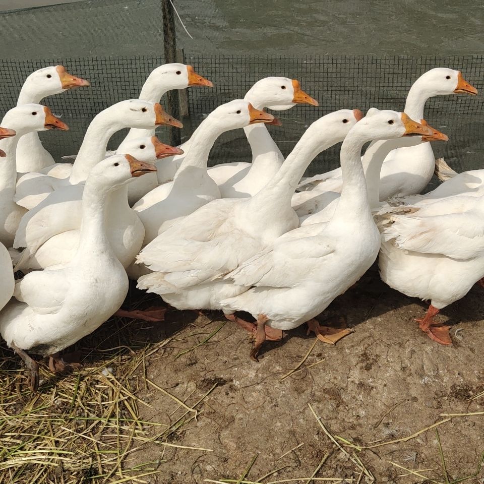 三花大白鹅四季大白鹅肉鹅五龙鹅狮头鹅 包冰率不含冰