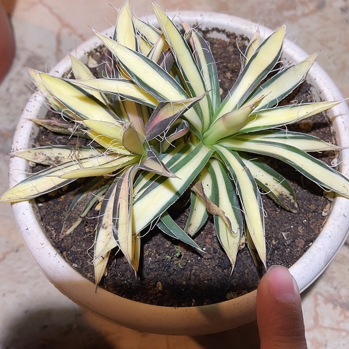 满38包邮2天凑单，脱土晾根发货多肉植物姬乱雪