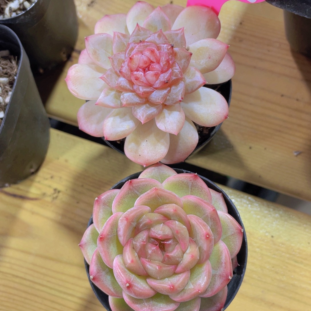 541号 孤品珍妮两颗