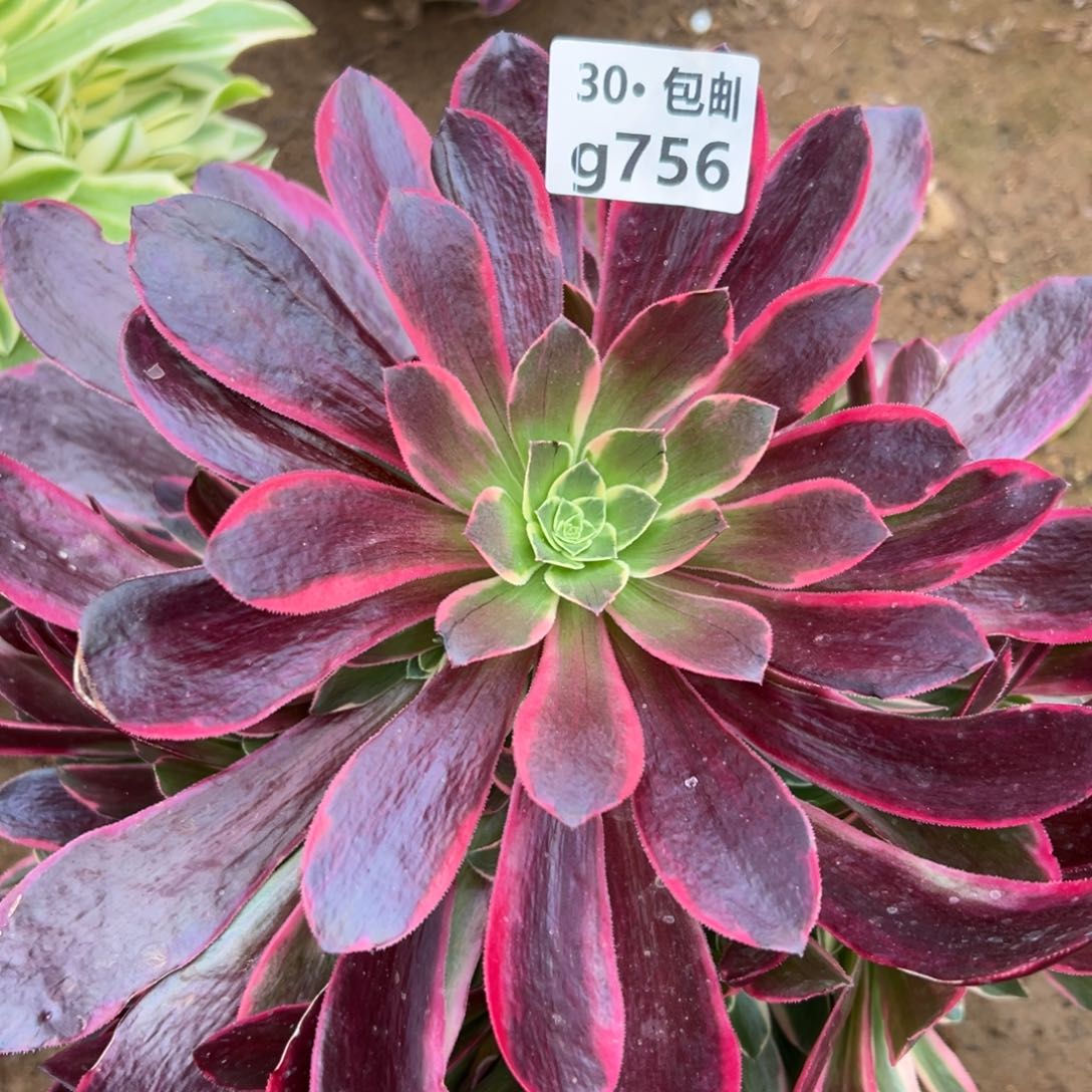 756 多肉法师金丝缺