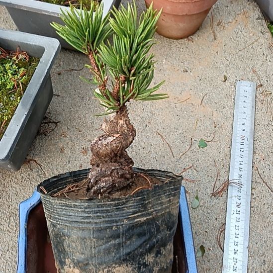 贵品松树寸稍盆景微型