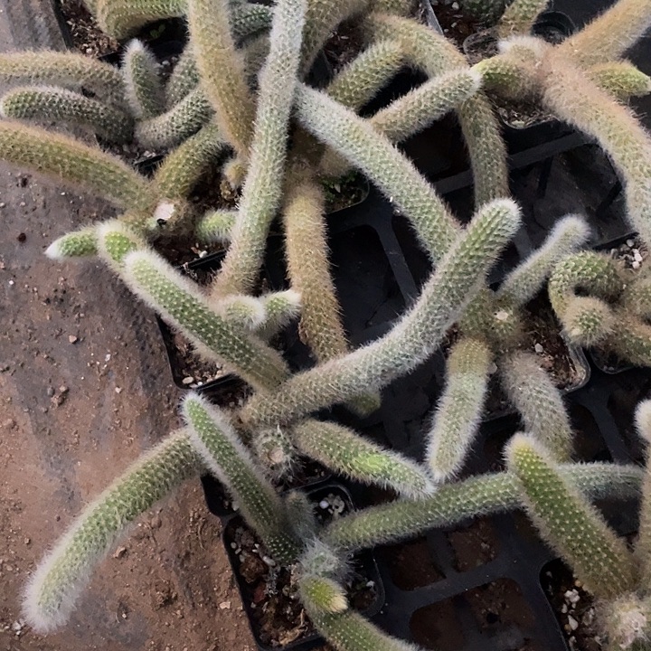 武***姐九尾狐小群6颗一组