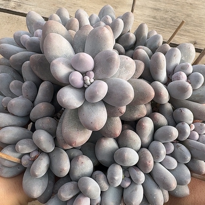 奶酪体汤圆多肉植物的