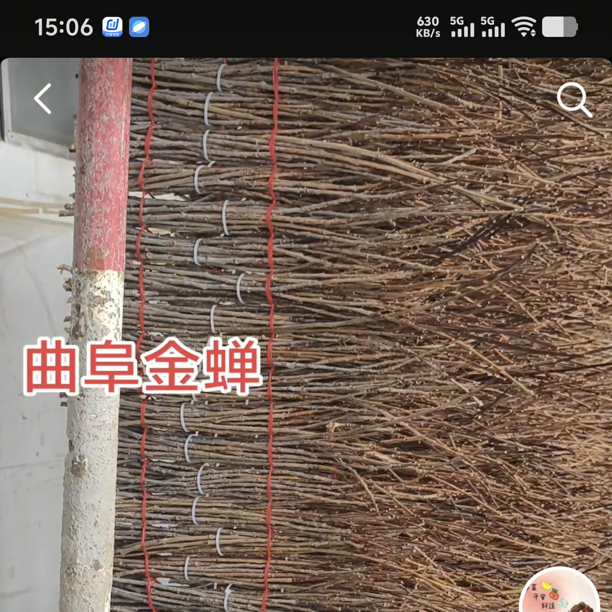手选前期杨树金蝉卵枝1000根