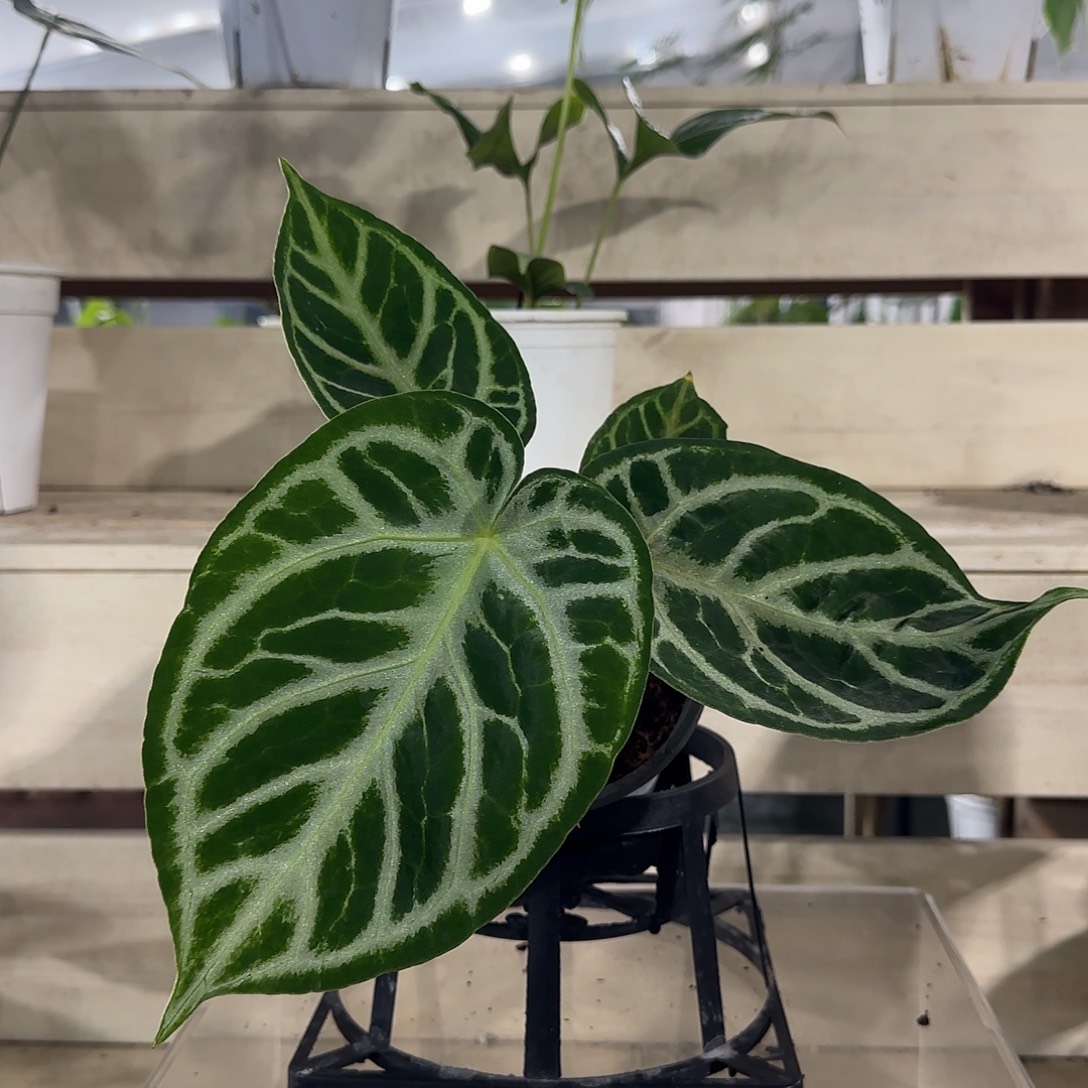 无花朵铜锣烧花烛