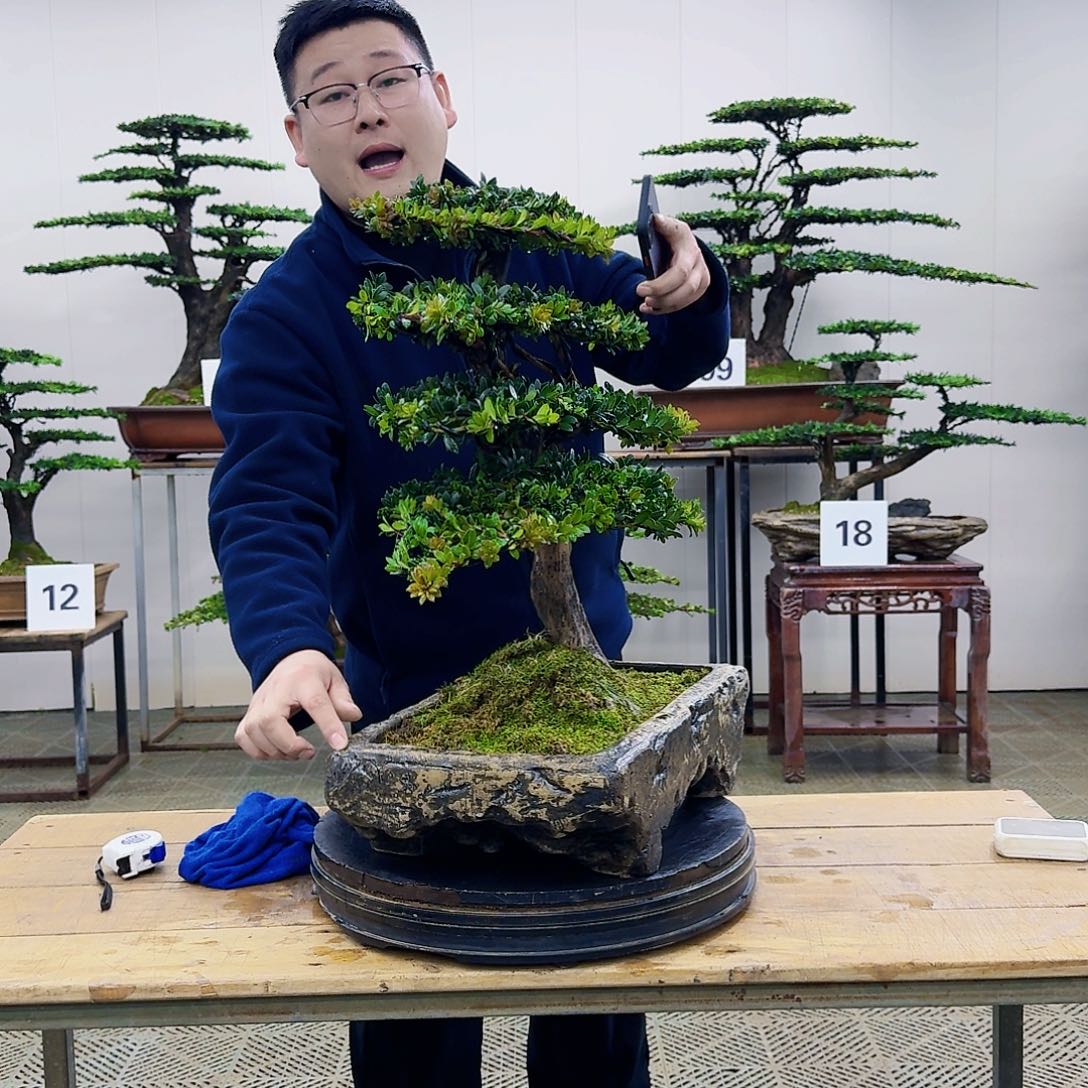 盆景罗汉松造型盆景