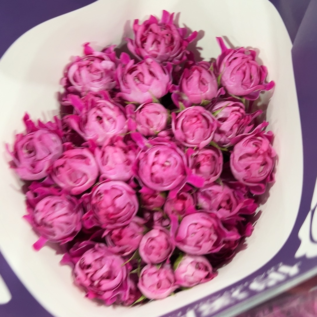 俏夕阳梅子海葵花头大