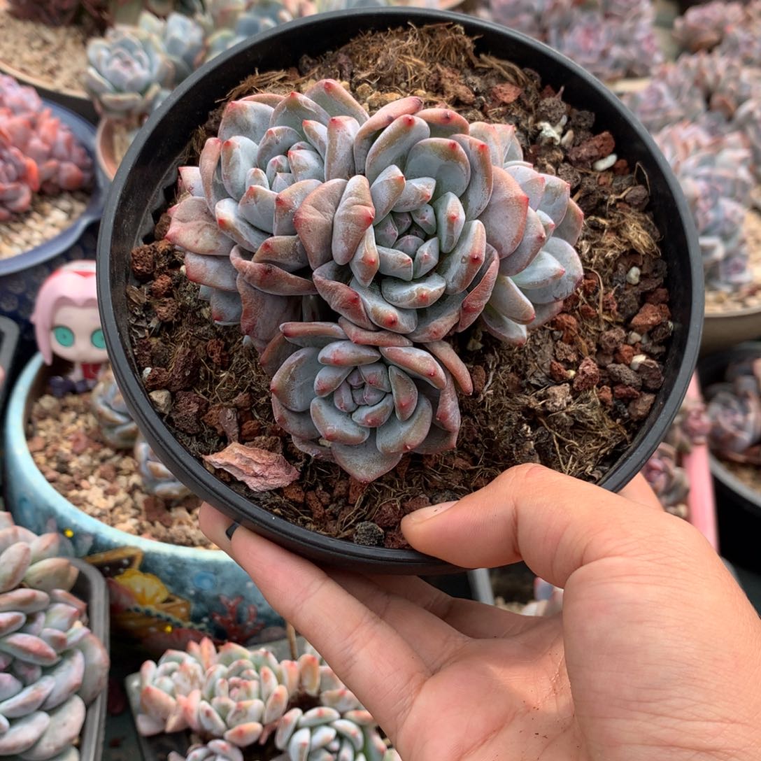 石榴籽无砍胸花树