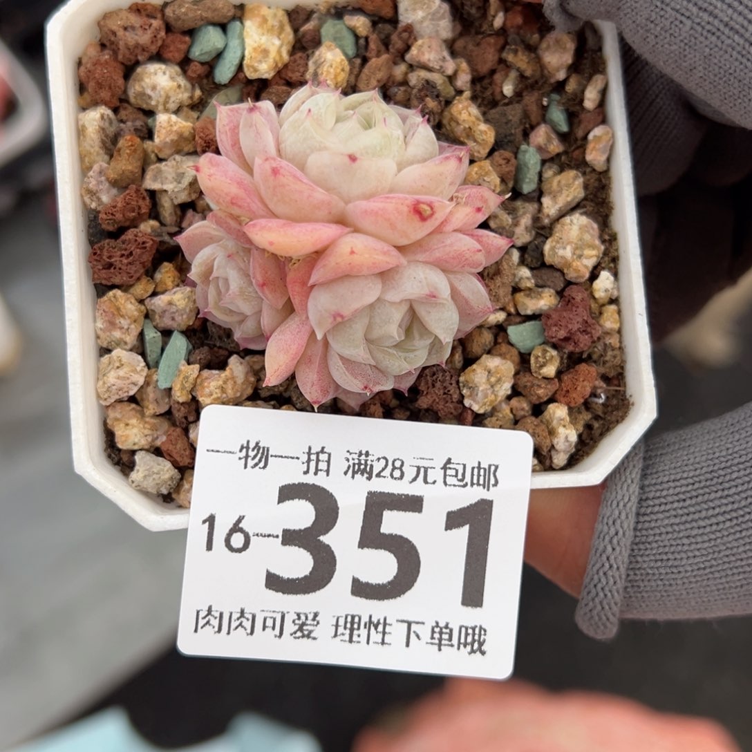 沁心多肉多肉多肉多肉