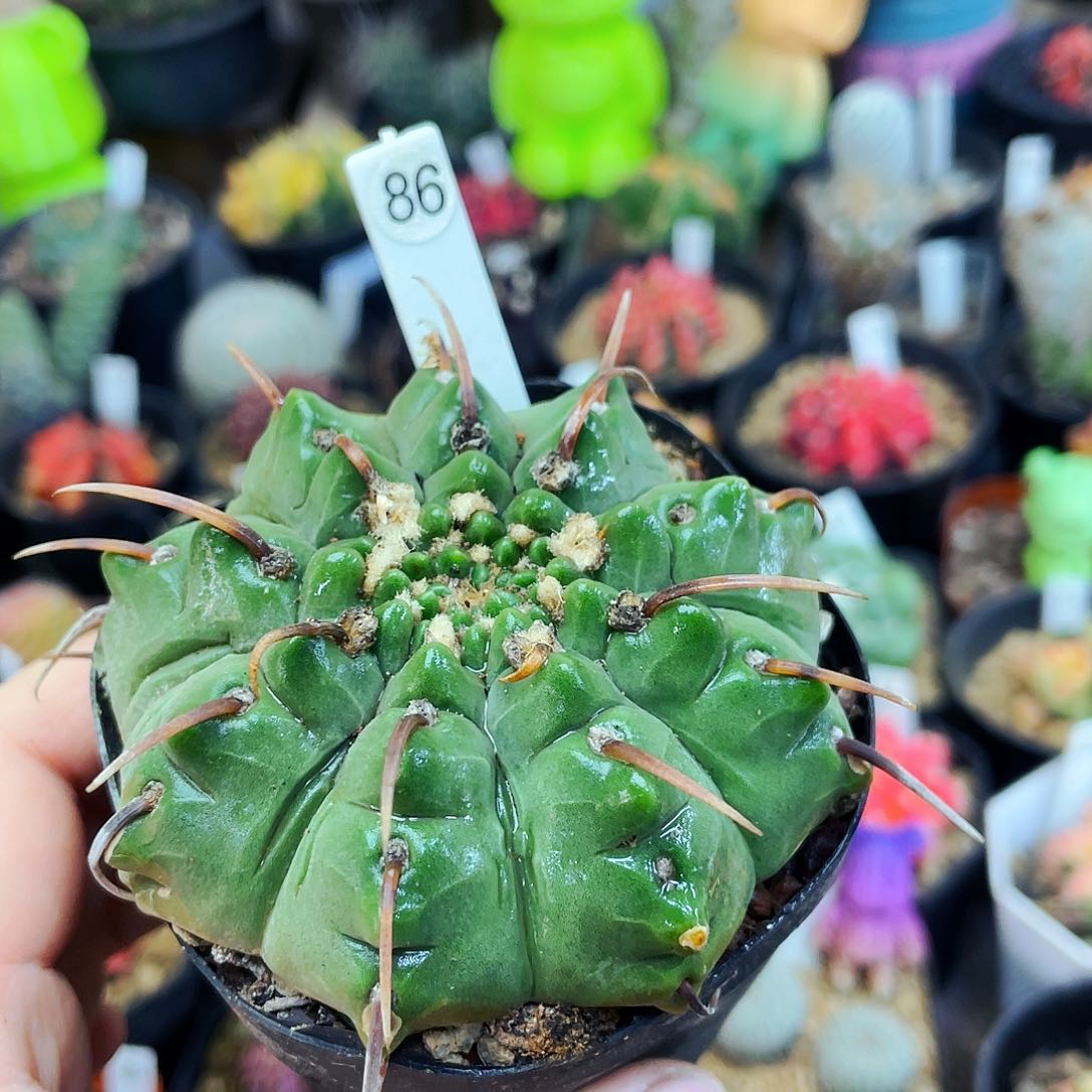 非偏远地区满25包邮仙人球