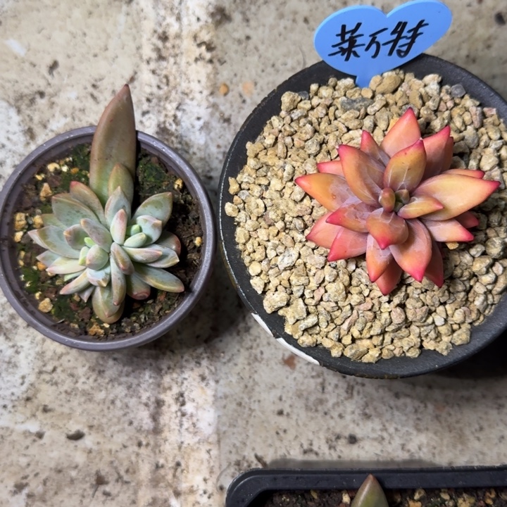 莱万特 叶插 一物一拍