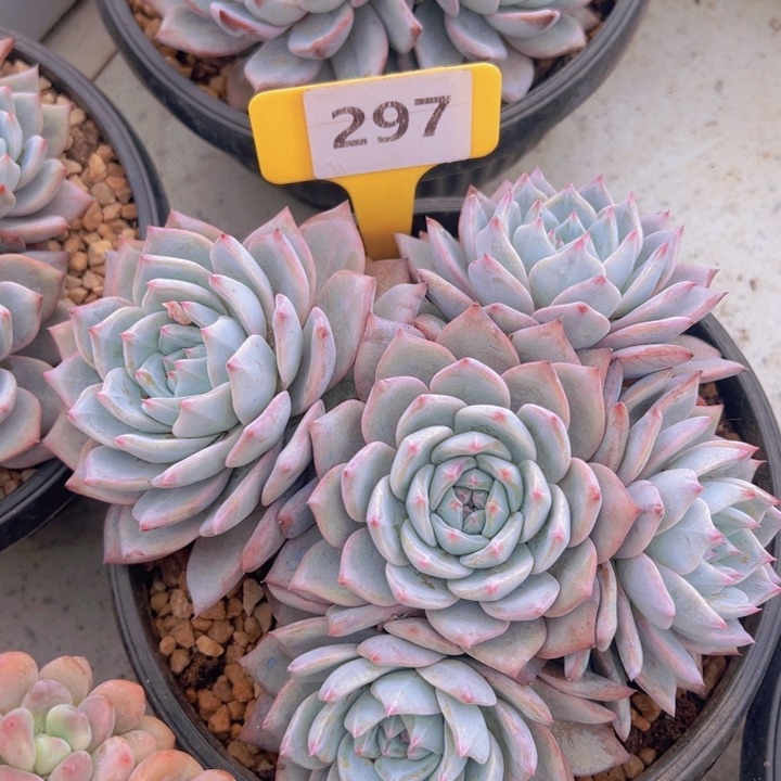 健健康康平平安安