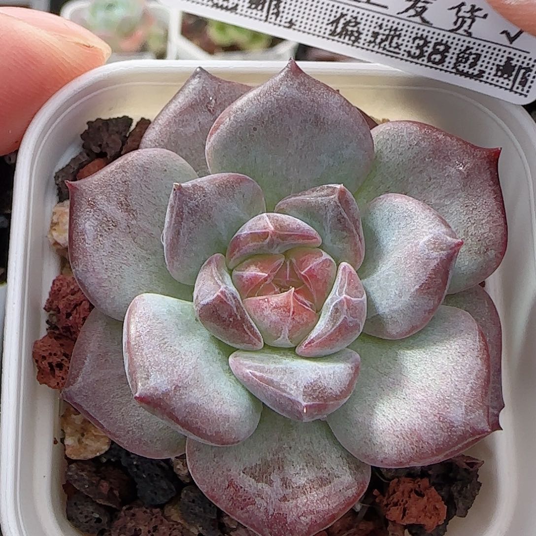 多肉0911-92琥珀天使珍妮