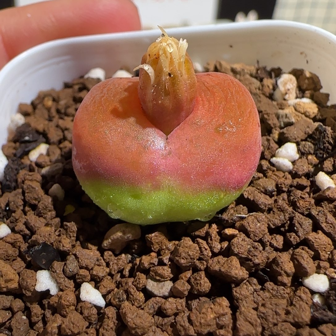 肉锥多肉植物组合-水蜜桃有疤529