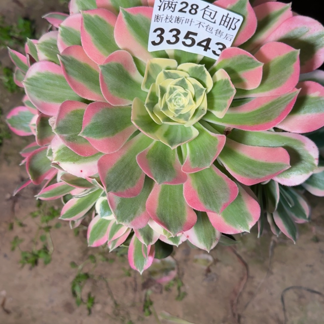 33543白凤多肉植物