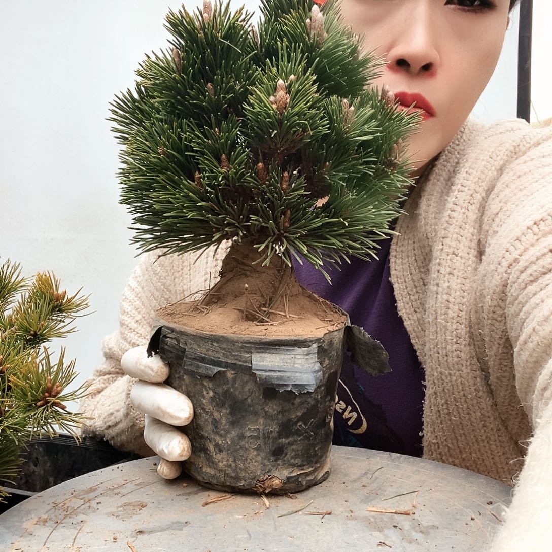 无花朵植物形态多年生草本