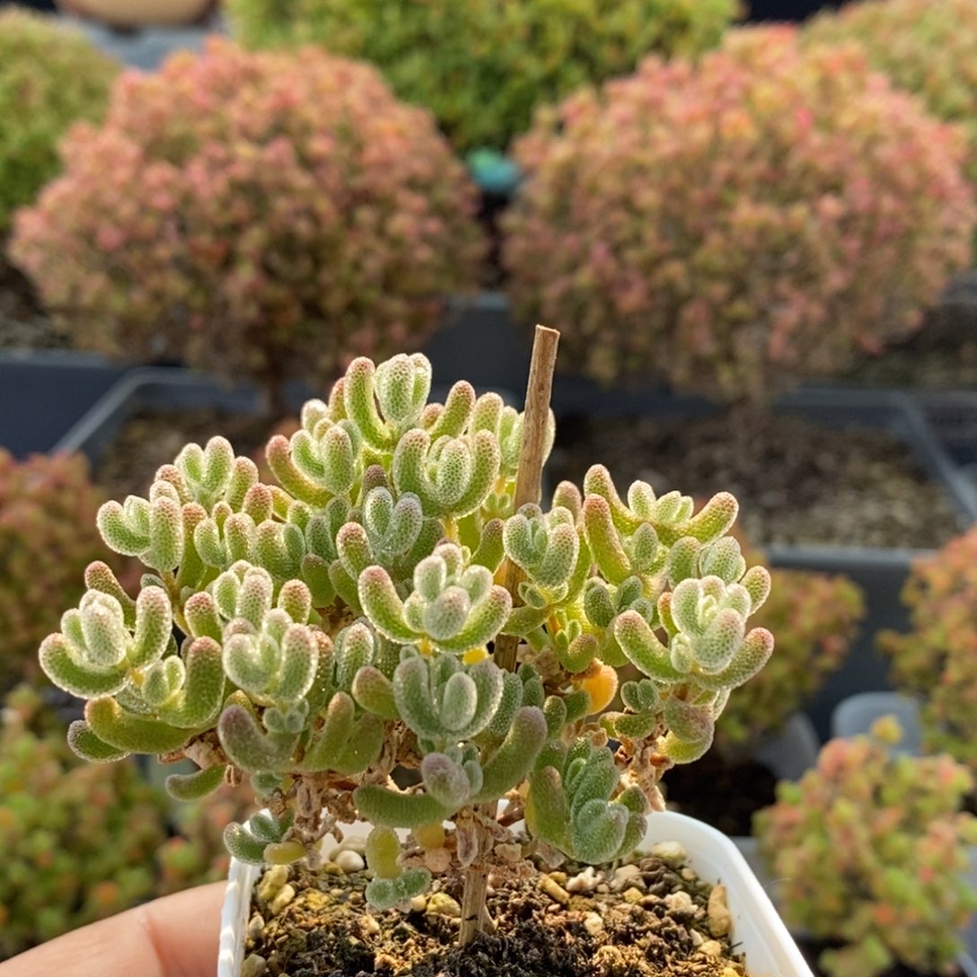 优选冰晶2757枝干番杏